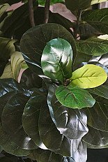 PLANTAS ARTIFICIALES