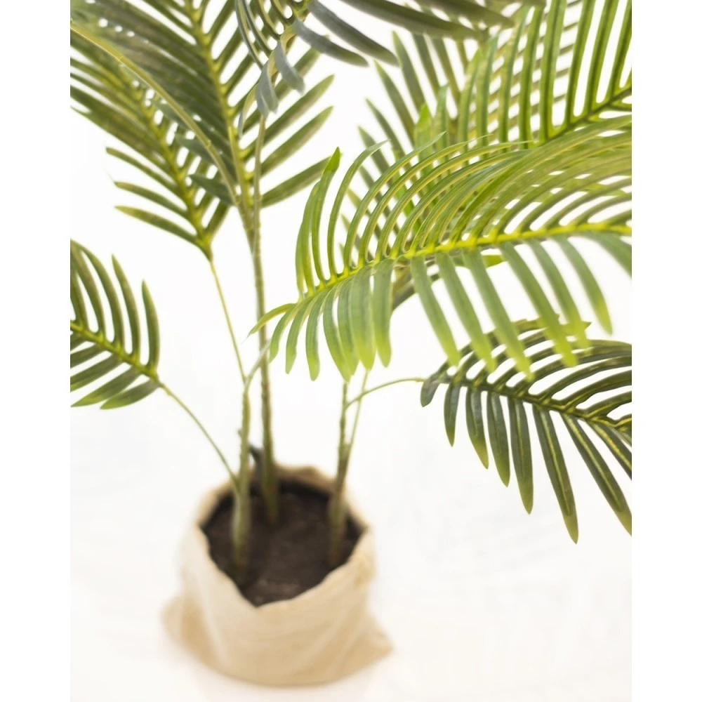 ARECA PALM 80CM