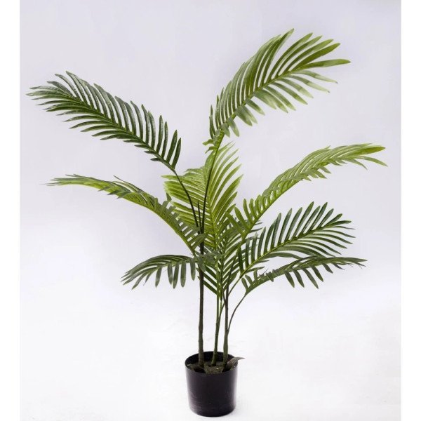 ARECA PALM 80CM