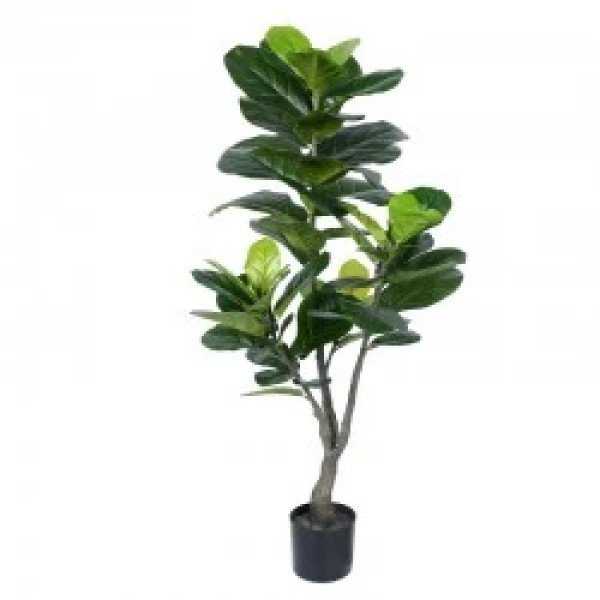 PLANTA FICUS PANDURATA 130 CM