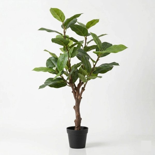 FICUS  125 CM