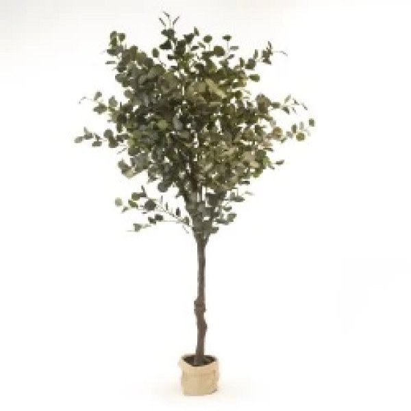 ARBOL EUCALIPTO XL