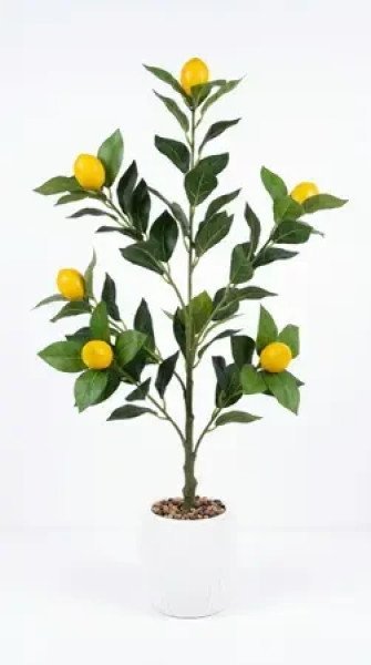 PLANTA LIMON