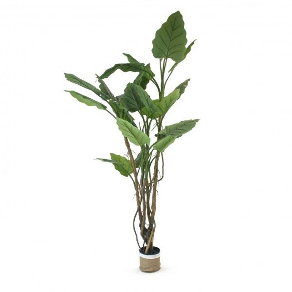 FICUS UMBRELLA 220 CM