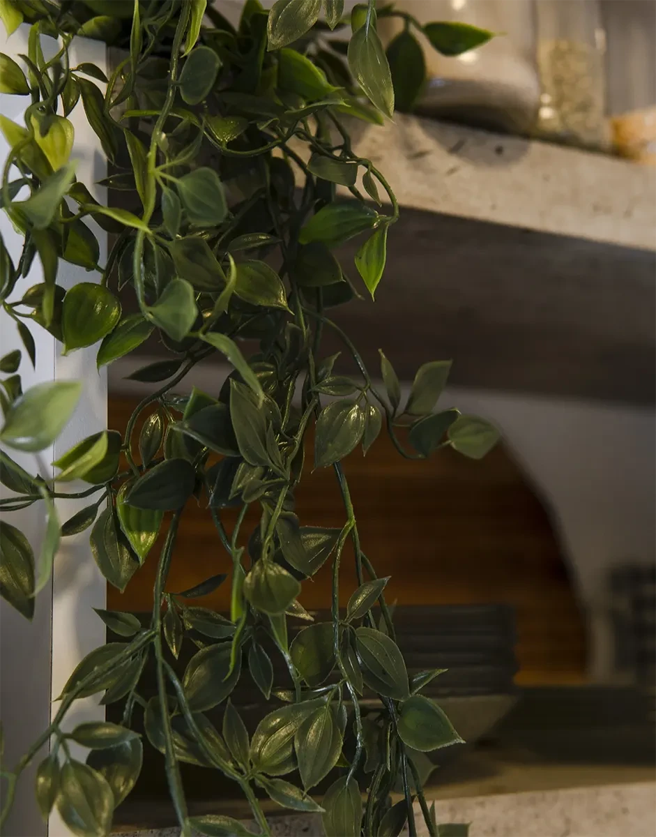 PLANTA COLGANTE COLA DE ZORRO 55cm