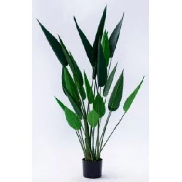 PLANTA BIRD OF PARADISE