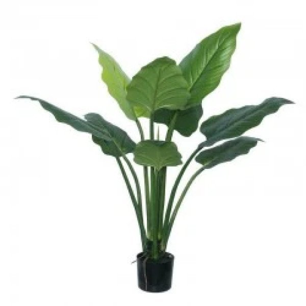 IMPERIAL GREEN 120CM