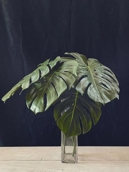 VARA FILODENDRO 60CM