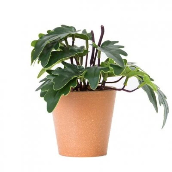 PLANTA C/MACETA PLASTICA 18 CM