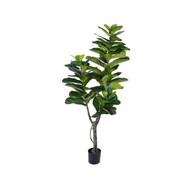 FICUS PANDURATA 180CM