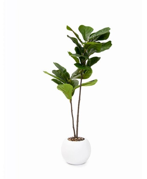 PLANTA FICUS LYRATA